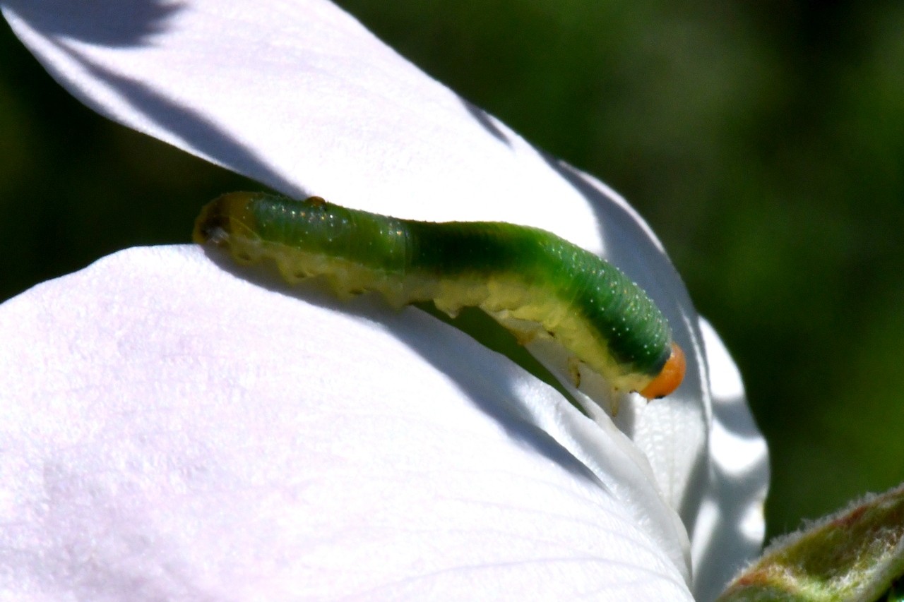 Emphytus cinctus (Linnaeus, 1758) - Mouche-à-scie cordelière, Tenthrède du Rosier (larve)