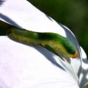 Emphytus cinctus (Linnaeus, 1758) - Mouche-à-scie cordelière, Tenthrède du Rosier (larve)