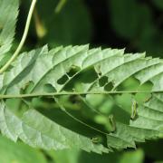 Euura spiraeae (Zaddach, 1883) (larve)