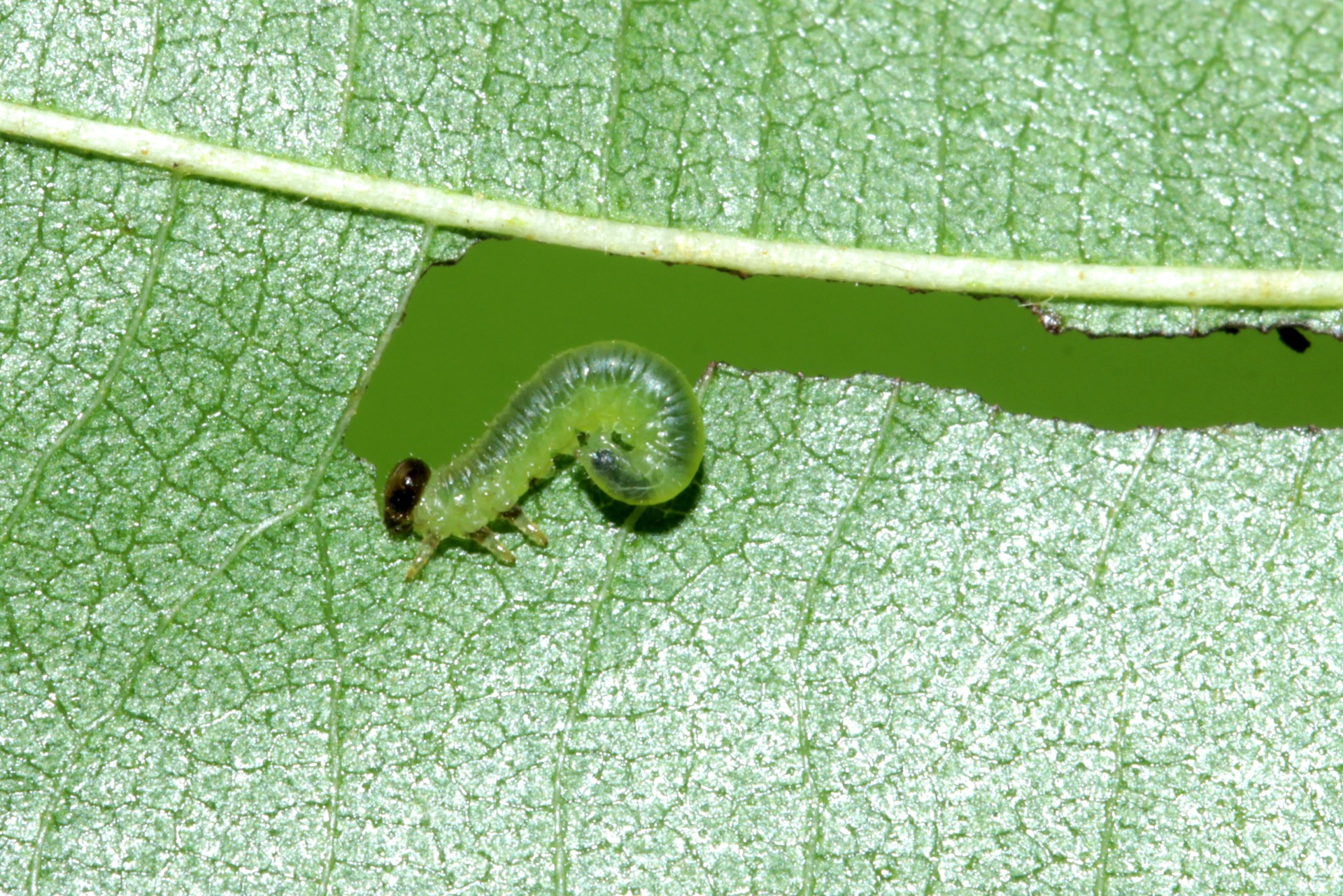 Hemichroa australis (Audinet-Serville, 1823) (larve)