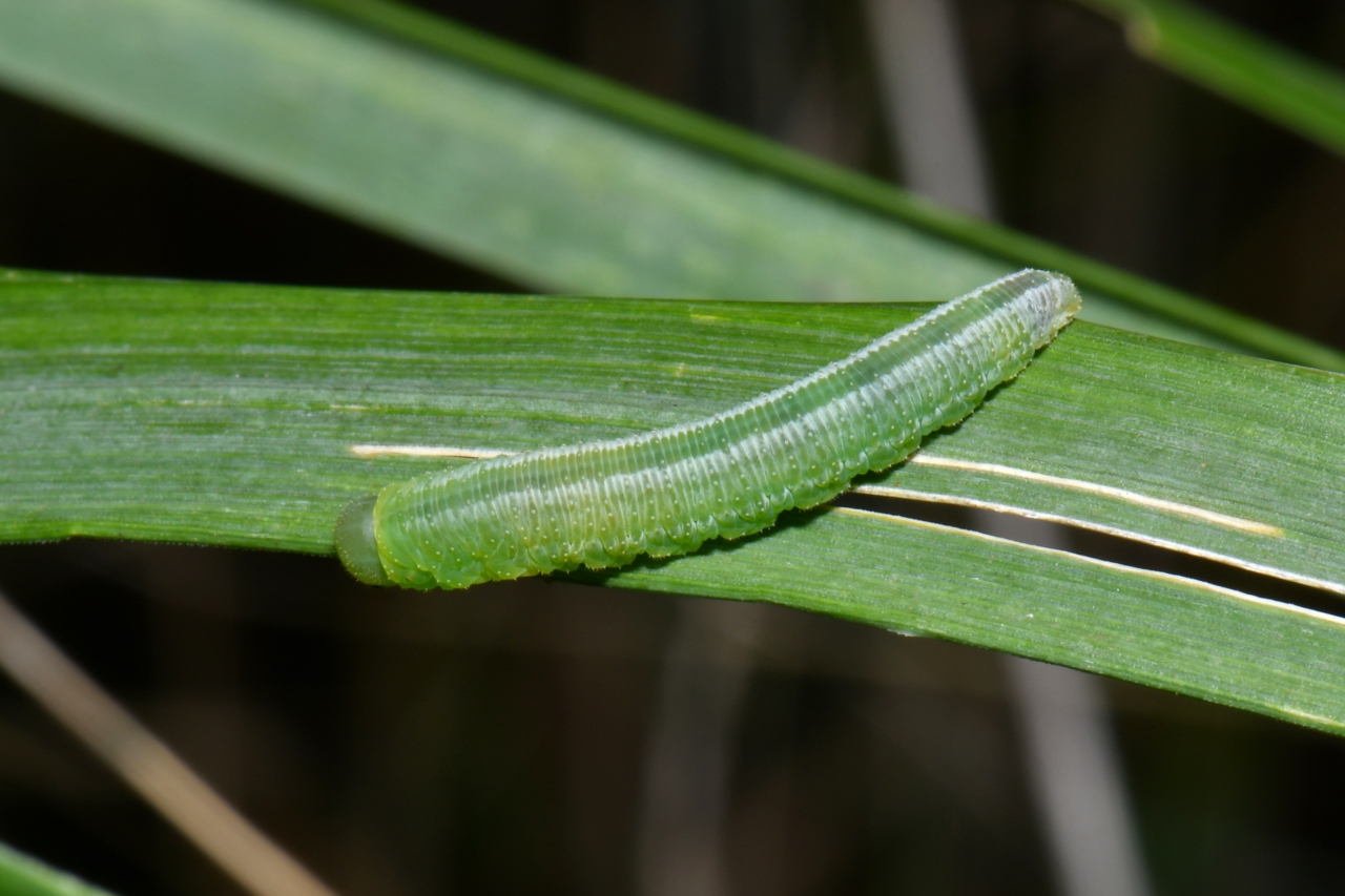 Tenthredinidae (larve)