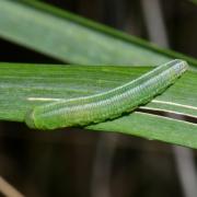 Tenthredinidae (larve)