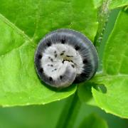 Macrophya alboannulata A. Costa, 1859 (larve)