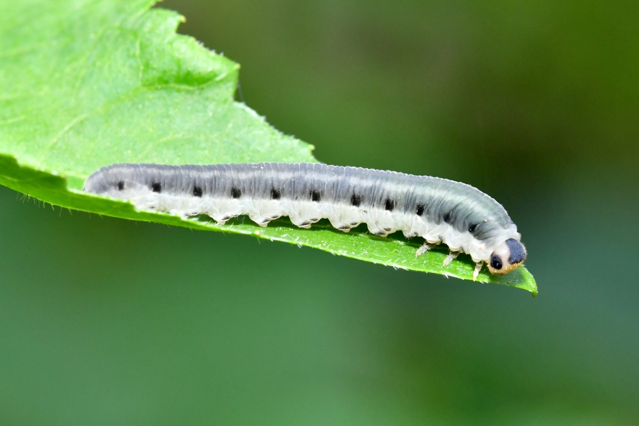 Macrophya alboannulata A. Costa, 1859 (larve)