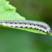 Macrophya alboannulata A. Costa, 1859 (larve)