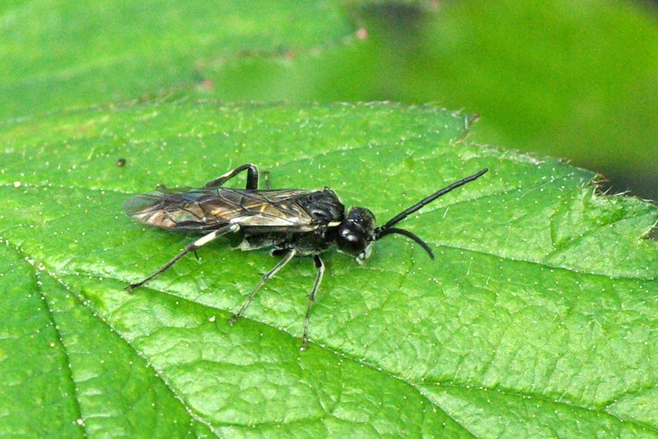 Macrophya alboannulata A. Costa, 1859 (mâle)