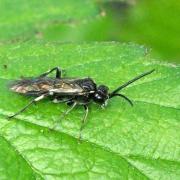 Macrophya alboannulata A. Costa, 1859 (mâle)