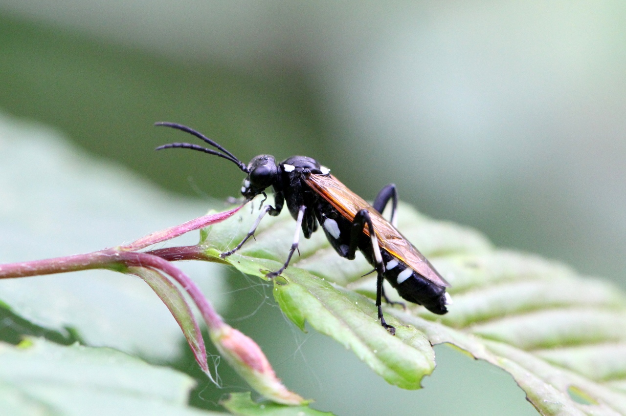 Macrophya duodecimpunctata (Linnaeus, 1758)