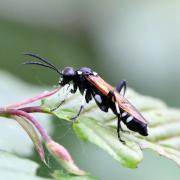 Macrophya duodecimpunctata (Linnaeus, 1758)