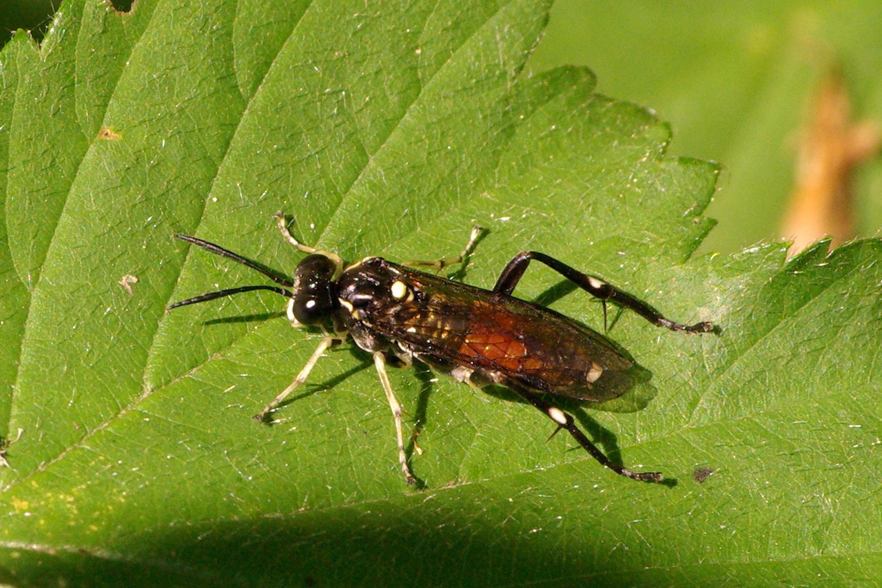 Macrophya militaris (Klug, 1817) (femelle)