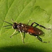 Macrophya militaris (Klug, 1817) (femelle)