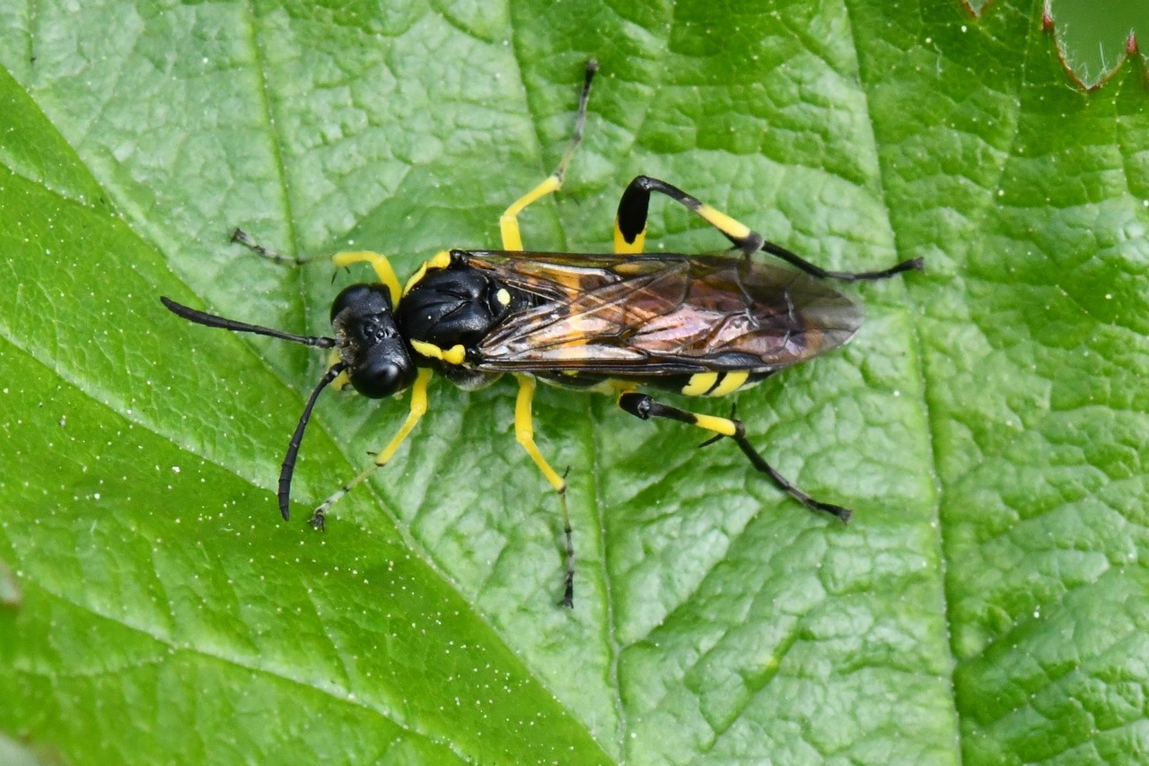 Macrophya montana (Scopoli, 1763) - Mouche à scie à 3 bandes jaunes (femelle)