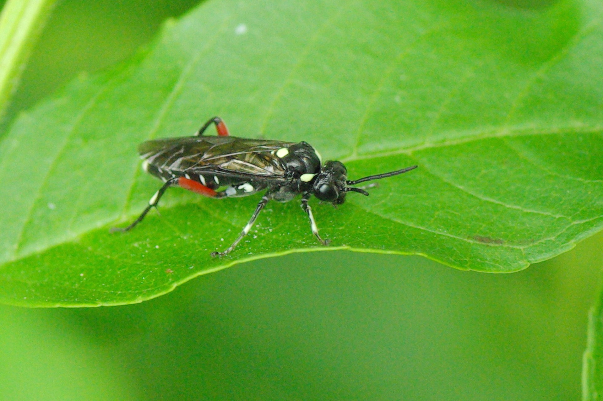 Macrophya punctumalbum (Linnaeus, 1767) - Mouche-à-scie à ventre à taches jaunes (femelle)