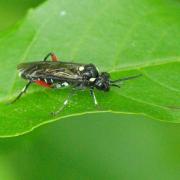 Macrophya punctumalbum (Linnaeus, 1767) - Mouche-à-scie à ventre à taches jaunes (femelle)