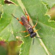 Macrophya rufipes (Linnaeus, 1758) - Mouche-à-scie, à points de devant jaunes (femelle)