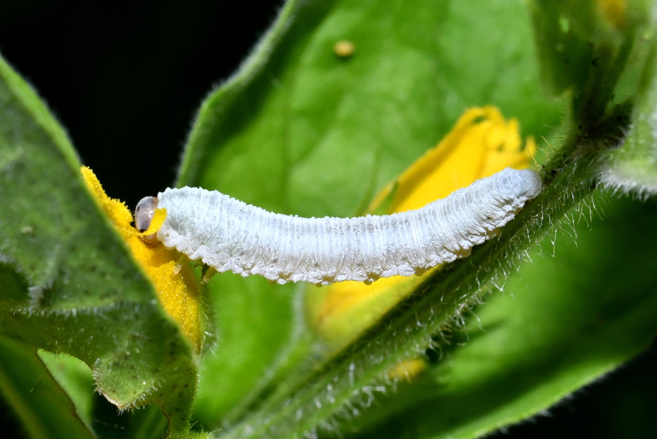 Monostegia abdominalis (Fabricius, 1798) - Tenthrède de la Lysimaque (larve)