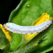 Monostegia abdominalis (Fabricius, 1798) - Tenthrède de la Lysimaque (larve)