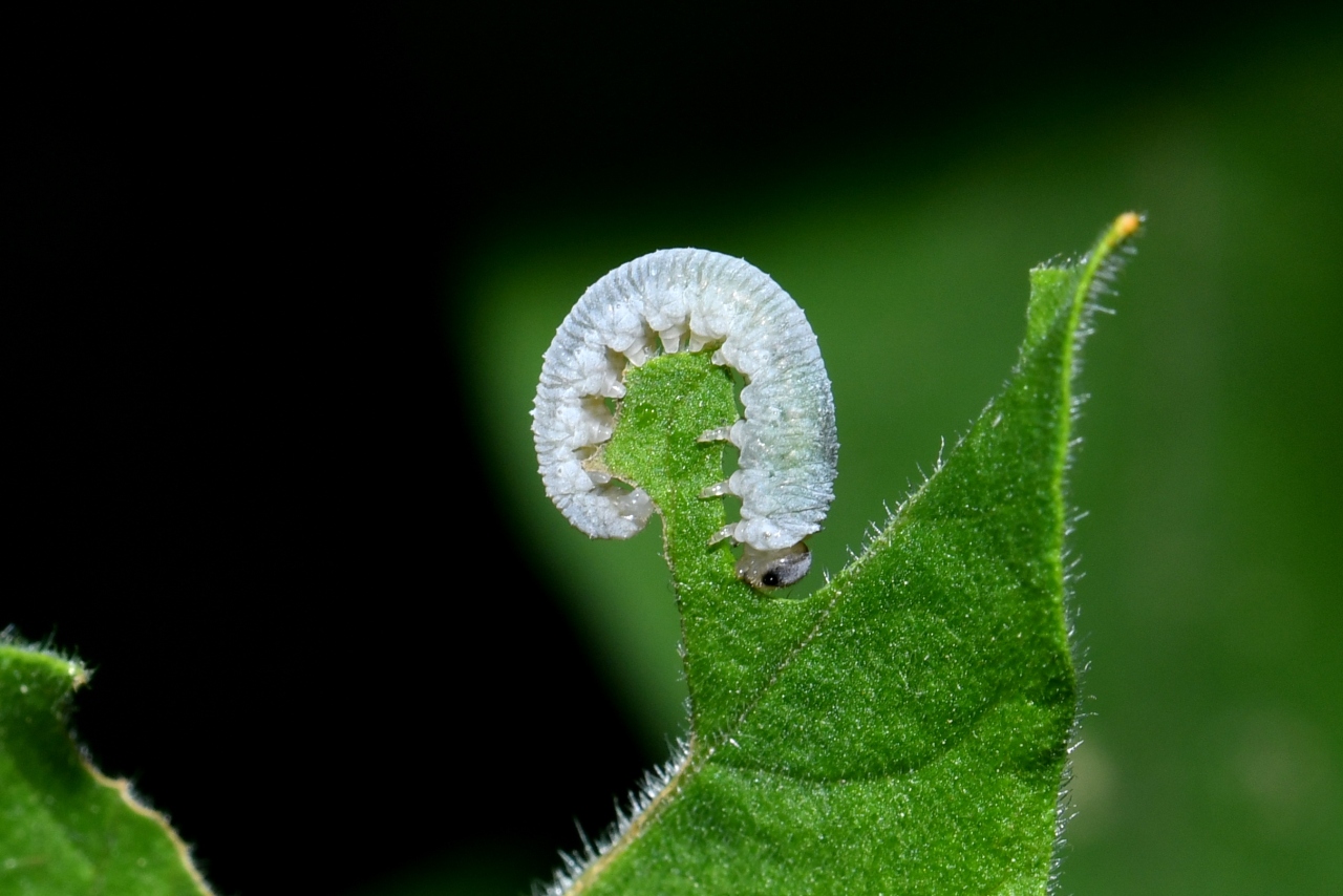 Monostegia abdominalis (Fabricius, 1798) - Tenthrède de la Lysimaque (larve)