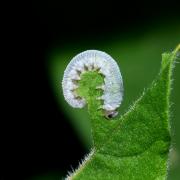 Monostegia abdominalis (Fabricius, 1798) - Tenthrède de la Lysimaque (larve)