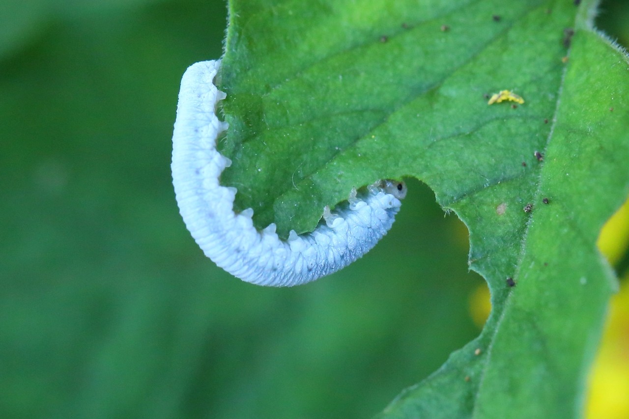 Monostegia abdominalis (Fabricius, 1798) - Tenthrède de la Lysimaque (larve)