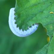 Monostegia abdominalis (Fabricius, 1798) - Tenthrède de la Lysimaque (larve)