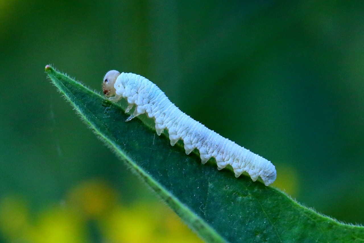 Monostegia abdominalis (Fabricius, 1798) - Tenthrède de la Lysimaque (larve)