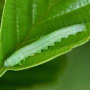 Monsoma pulveratum (Retzius, 1783) - Tenthrède de l'Aulne (larve) 