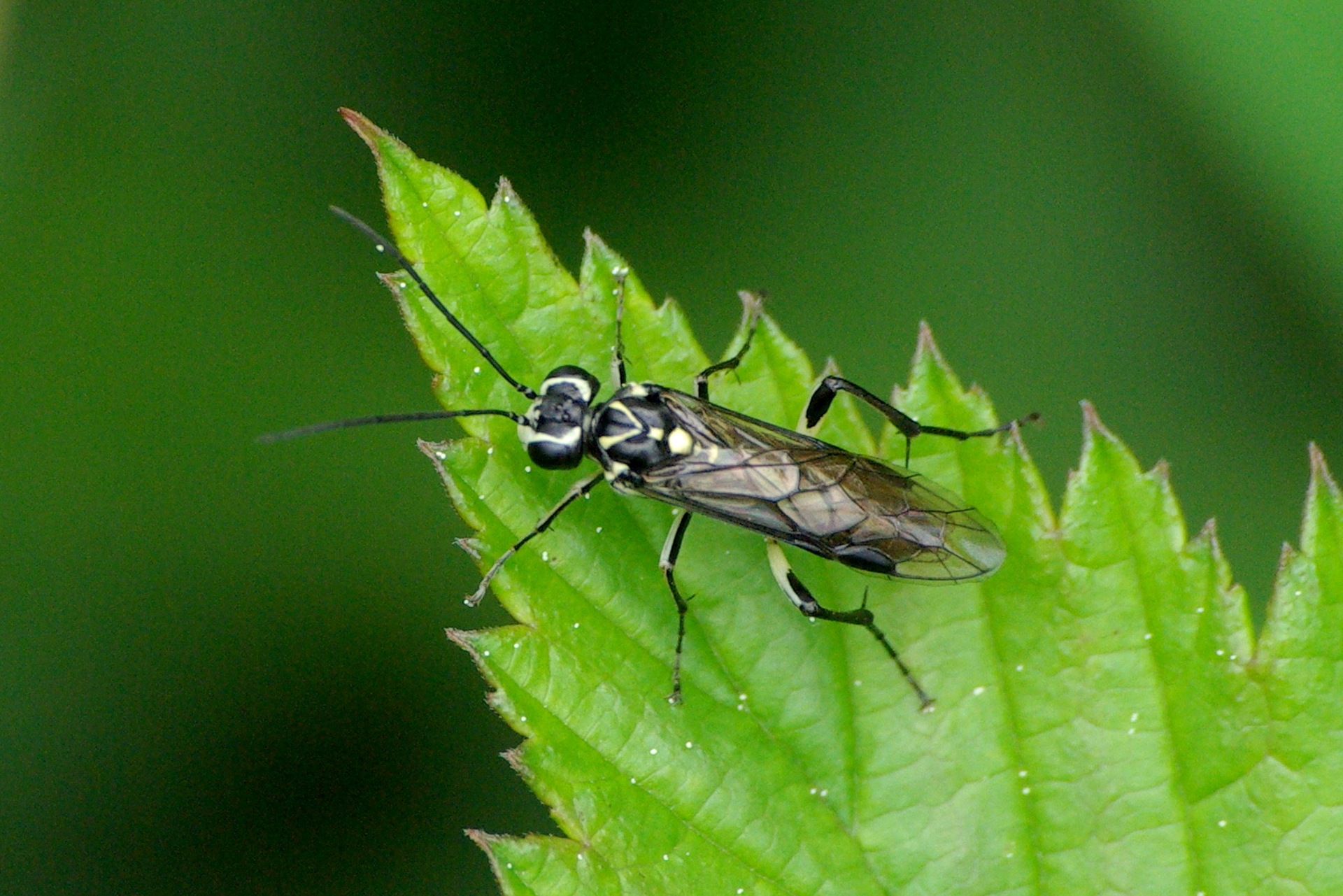 Pachyprotasis rapae (Linnaeus, 1767)