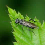 Pachyprotasis rapae (Linnaeus, 1767)