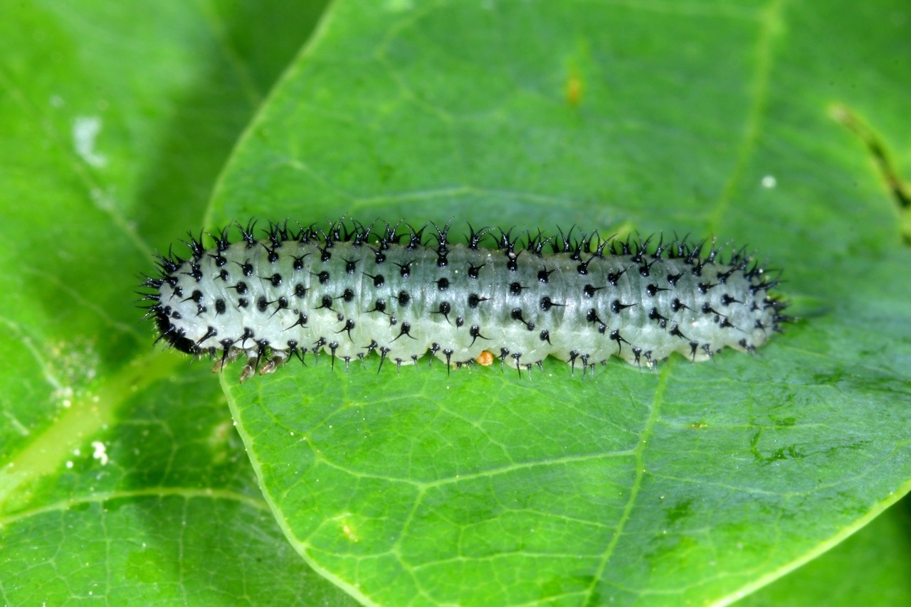 Periclista albida (Klug, 1816) (larve)