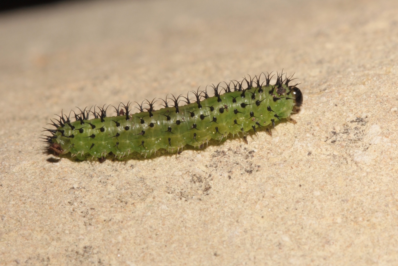 Periclista lineolata (Klug, 1816) (larve)