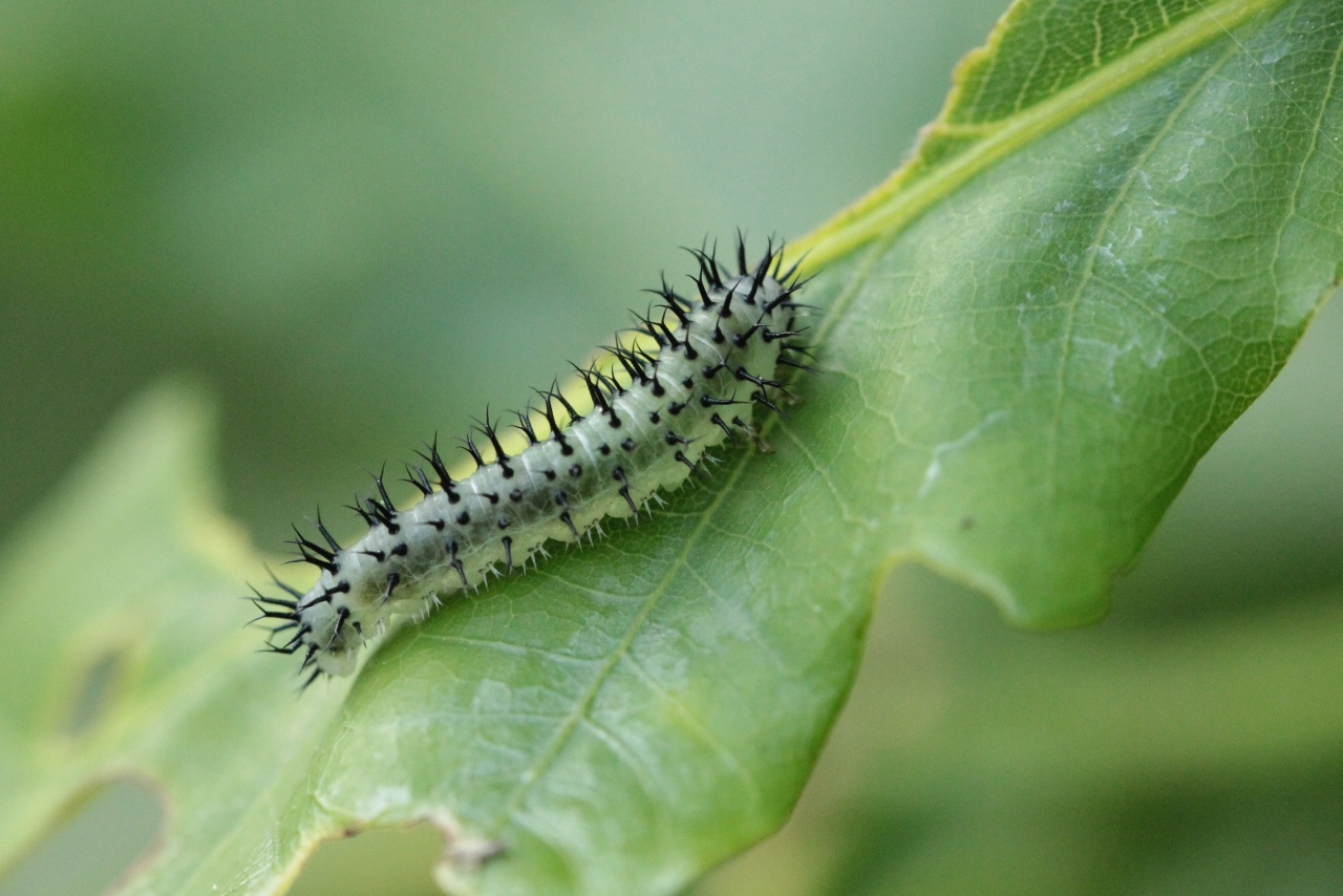 Periclista pubescens (Zaddach, 1859) (larve)