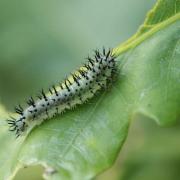 Periclista pubescens (Zaddach, 1859) (larve)