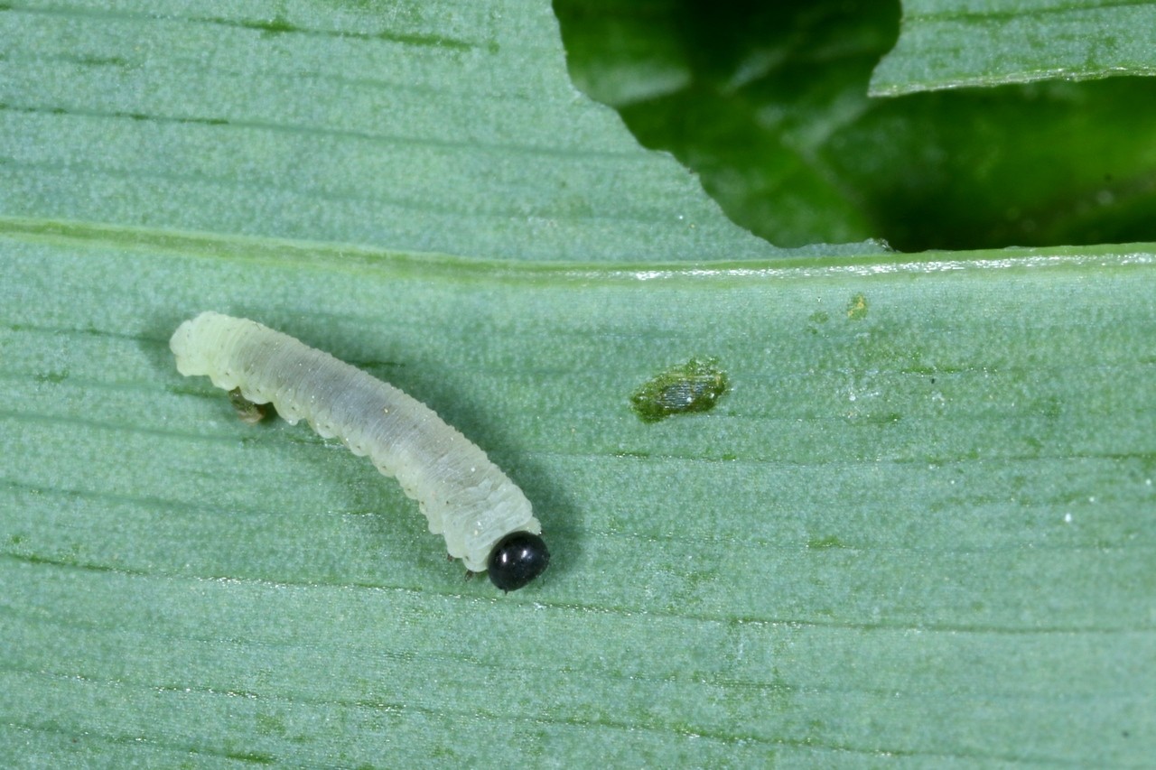 Phymatocera aterrima (Klug, 1816) - Tenthrède du Sceau-de-Salomon (larve)