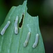 Phymatocera aterrima (Klug, 1816) - Tenthrède du Sceau-de-Salomon (larves)