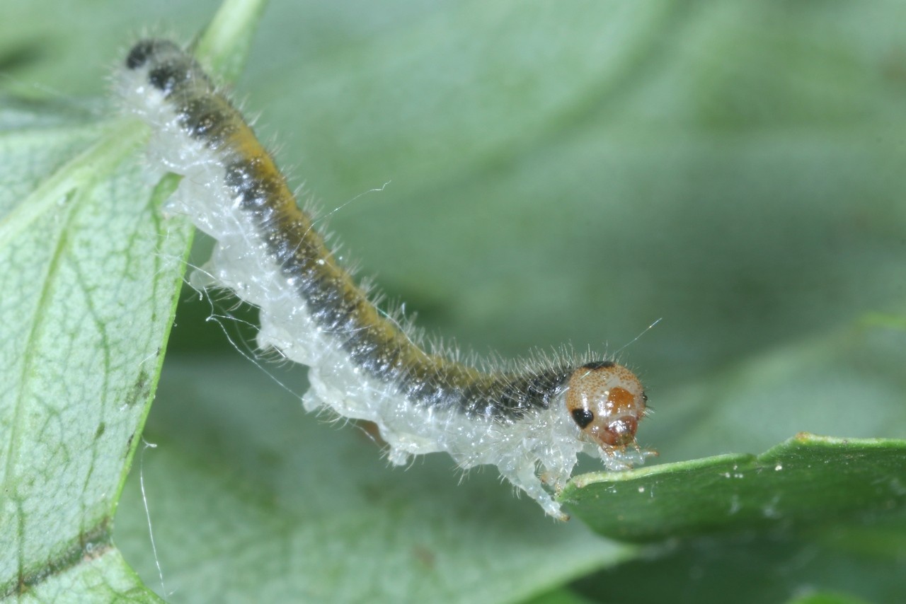 Priophorus compressicornis (Fabricius, 1804) (larve) 