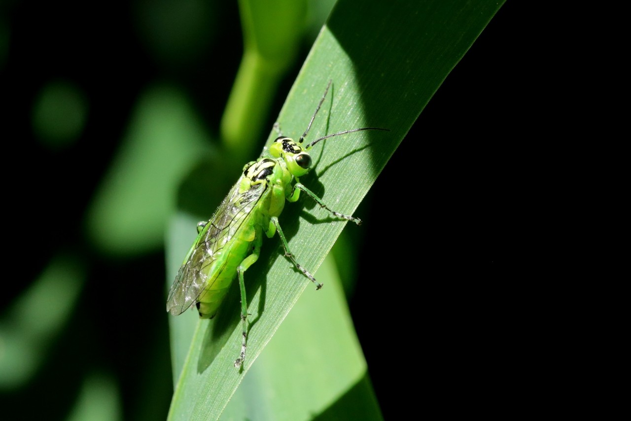 Rhogogaster chlorosoma (Benson, 1943)