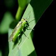 Rhogogaster chlorosoma (Benson, 1943)