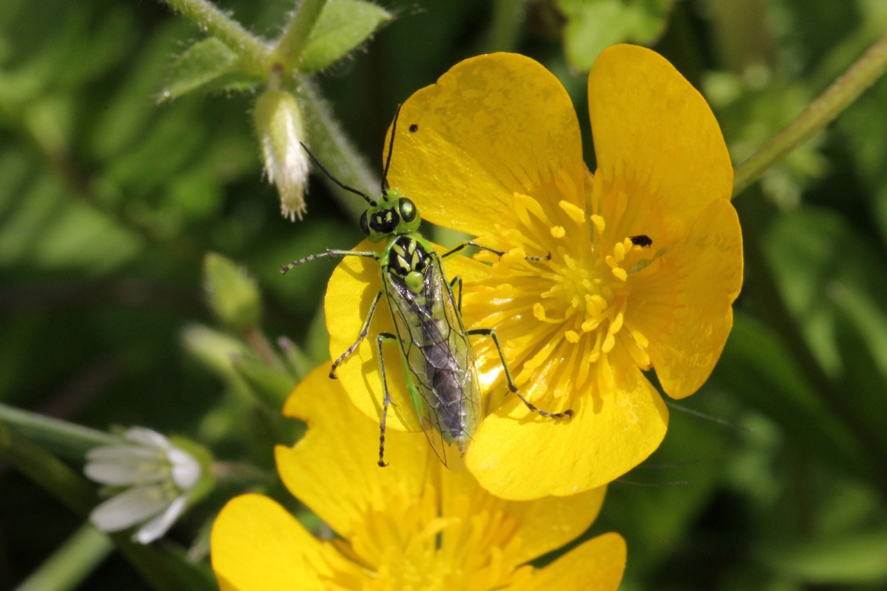 Rhogogaster scalaris (Klug, 1817) - Tenthrède verte