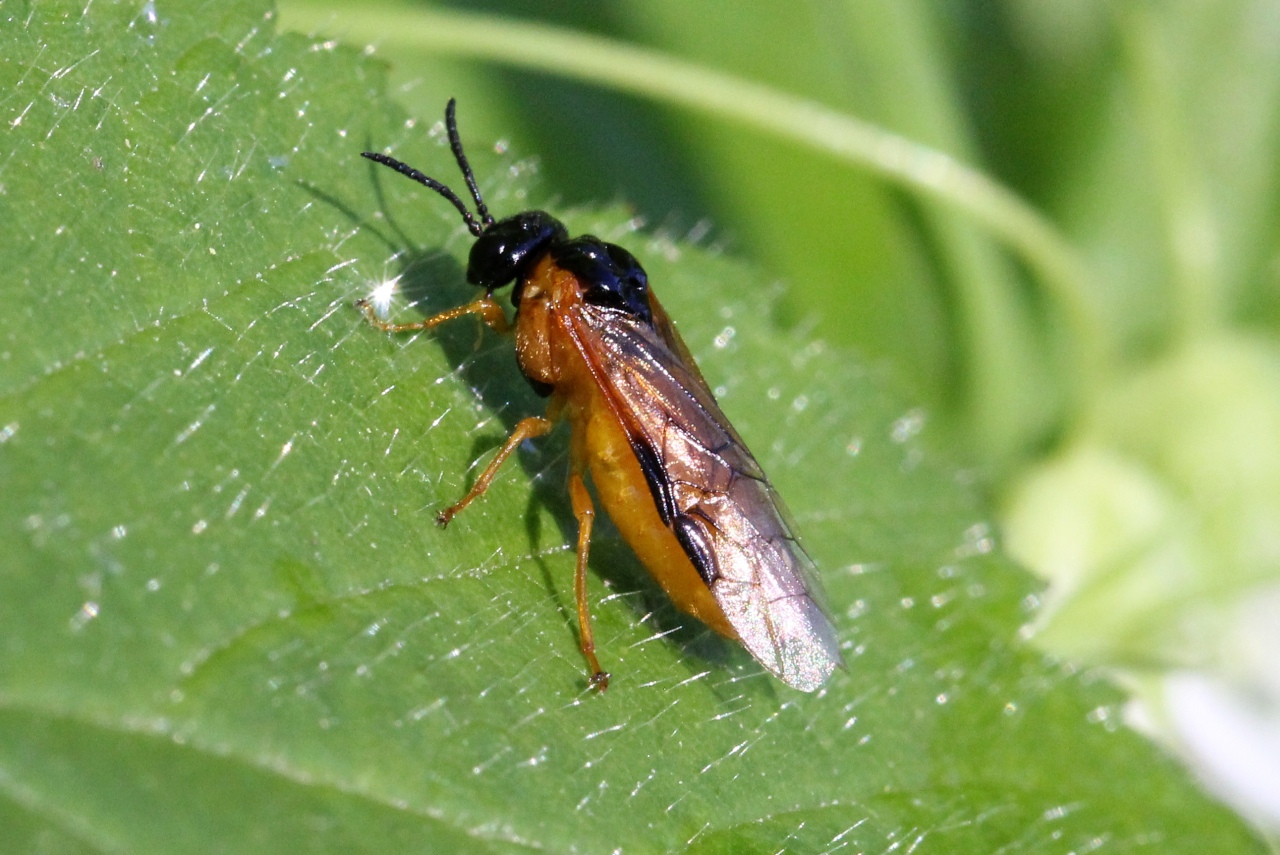 Selandria serva (Fabricius, 1793)