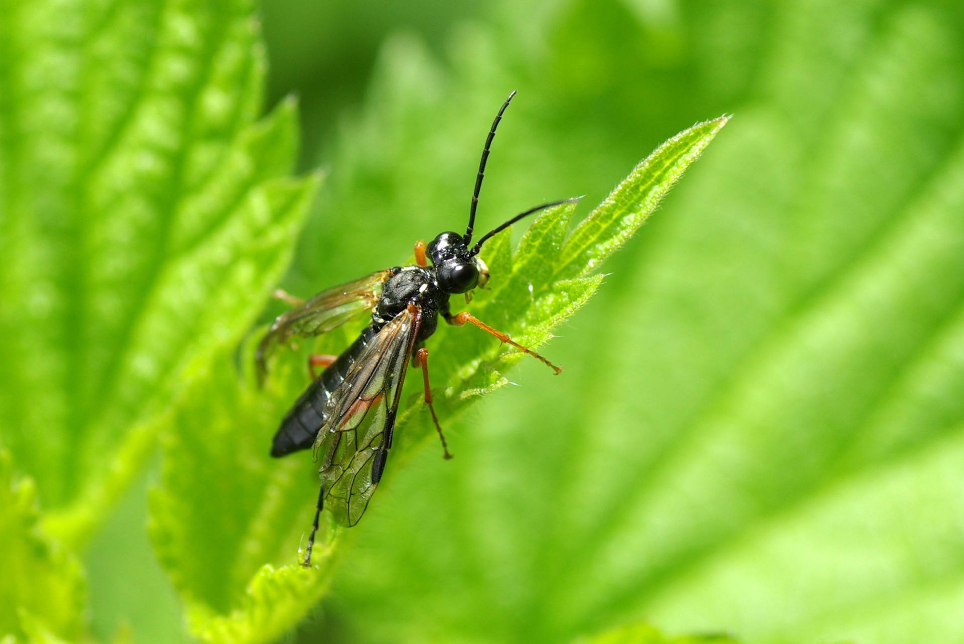 Tenthredo atra Linnaeus, 1758 - Mouche-à-scie noire à pattes fauves (femelle)