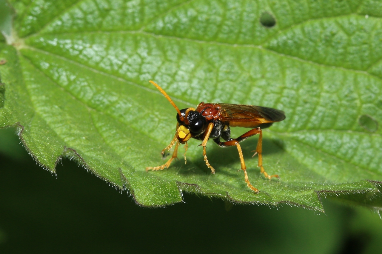 Tenthredo campestris Linnaeus, 1758 - Tenthrède champêtre