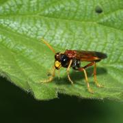 Tenthredo campestris Linnaeus, 1758 - Tenthrède champêtre