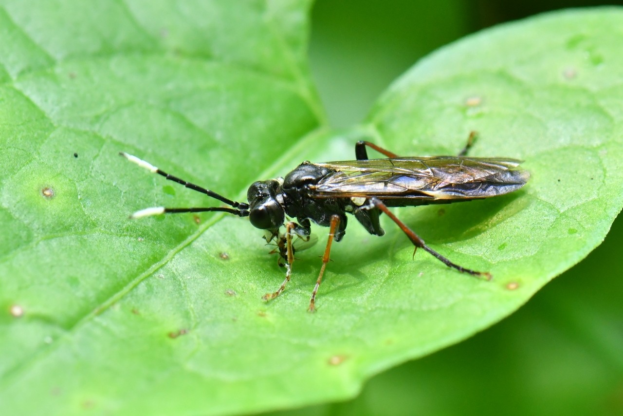 Tenthredo livida Linnaeus, 1758 - Mouche-à-scie à antennes blanches au bout