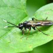 Tenthredo livida Linnaeus, 1758 - Mouche-à-scie à antennes blanches au bout