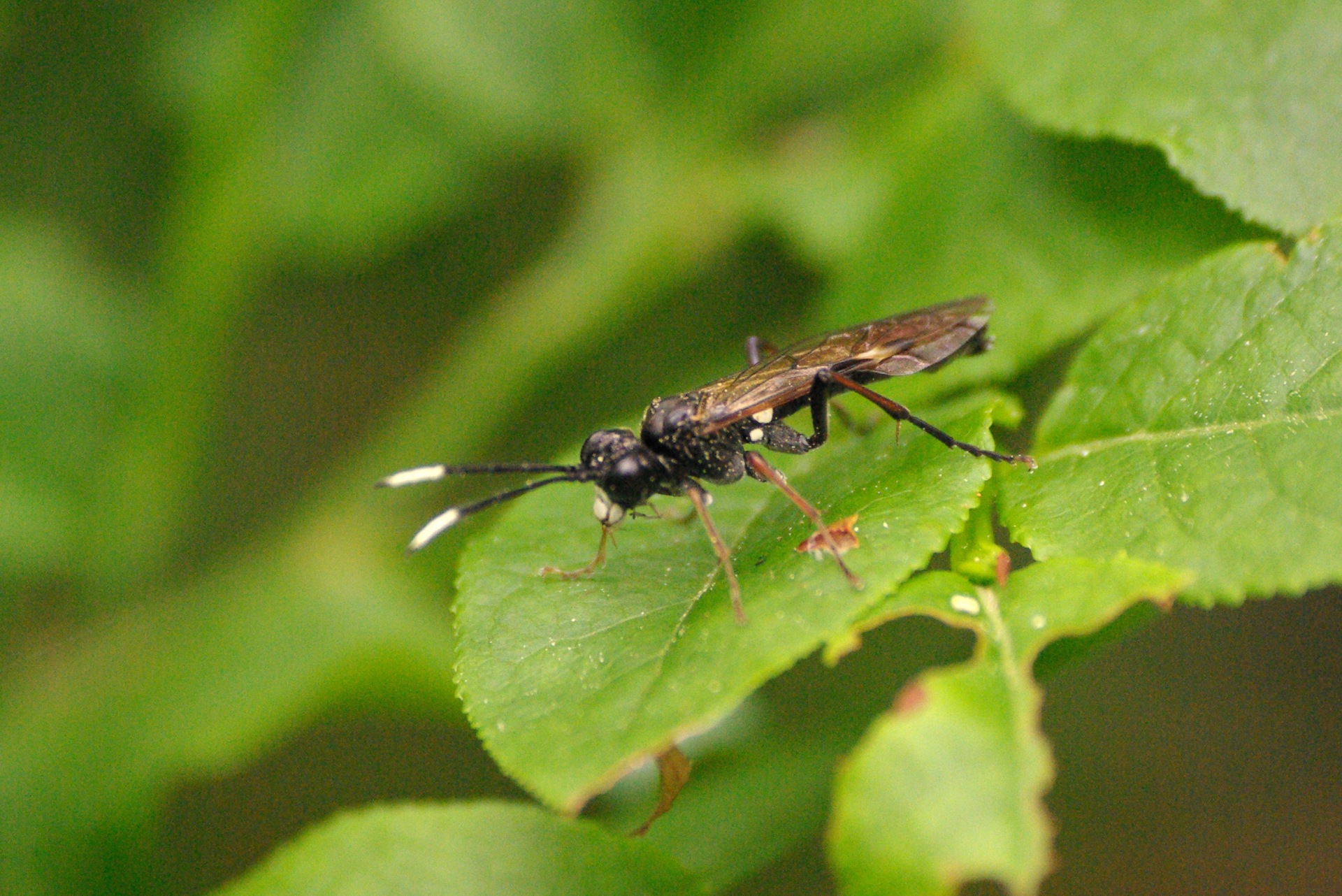 Tenthredo livida Linnaeus, 1758 - Mouche-à-scie à antennes blanches au bout