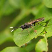 Tenthredo livida Linnaeus, 1758 - Mouche-à-scie à antennes blanches au bout