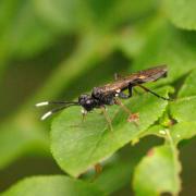 Tenthredo livida Linnaeus, 1758 - Mouche-à-scie à antennes blanches au bout