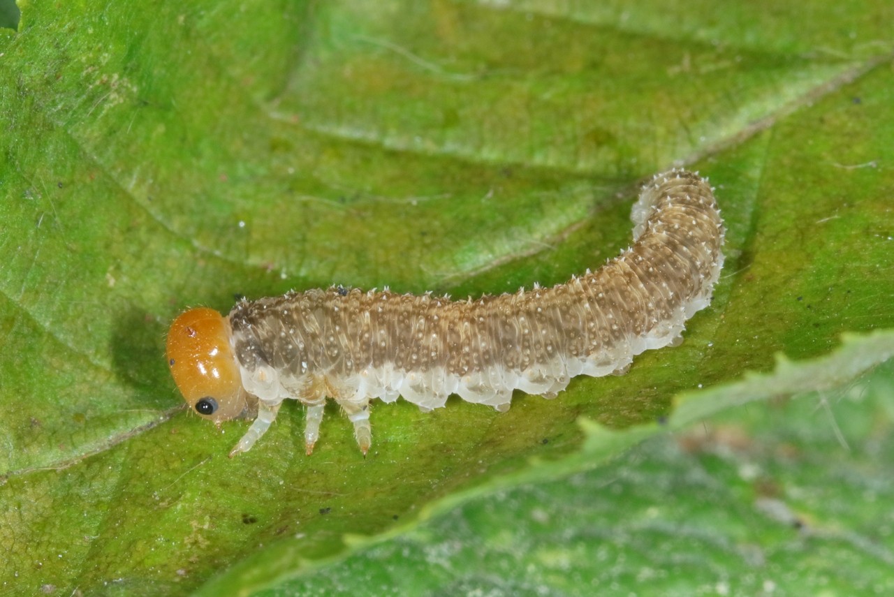 Tenthredo livida Linnaeus, 1758 - Mouche-à-scie à antennes blanches au bout (larve)