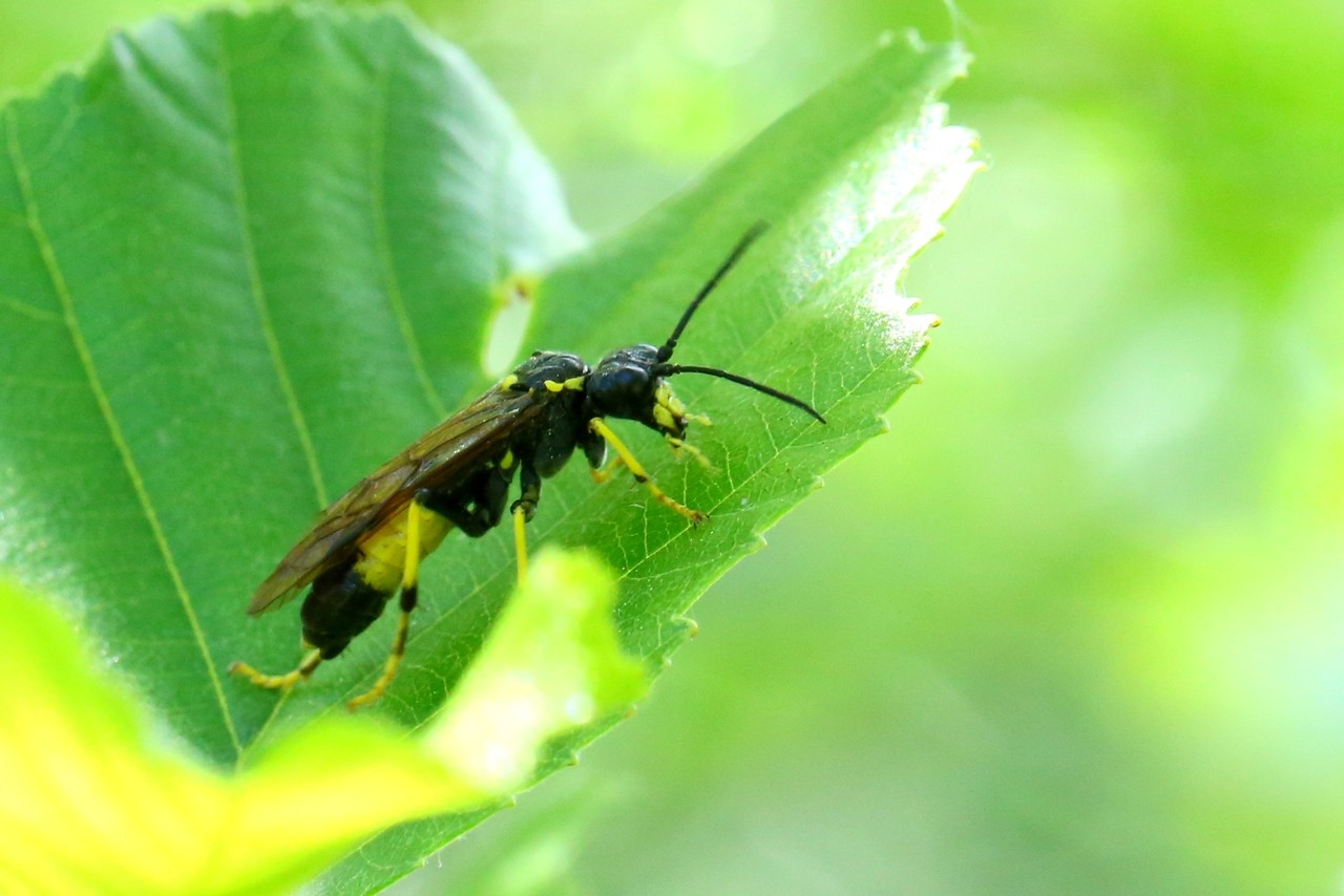 Tenthredo maculata Geoffroy, 1785 - Mouche-à-scie noire à ventre jaune (femelle)